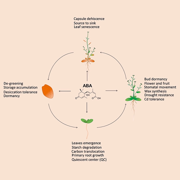 The role of light in regulating seed dormancy and germination - Yang - 2020  - Journal of Integrative Plant Biology - Wiley Online Library